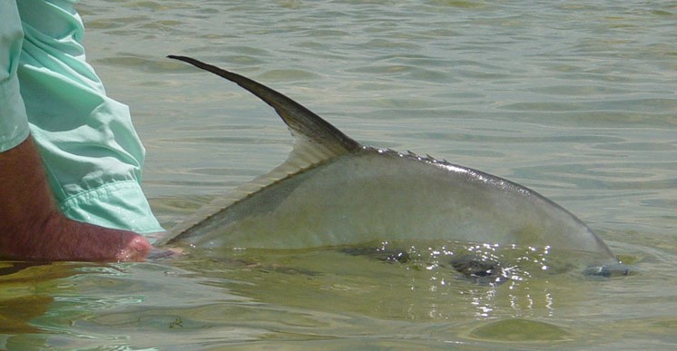 Yucatan & Riviera Maya Fly Fishing Pictures